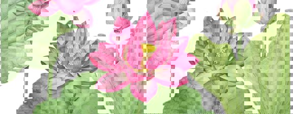 UCHIYAMA Early Summer Scaled