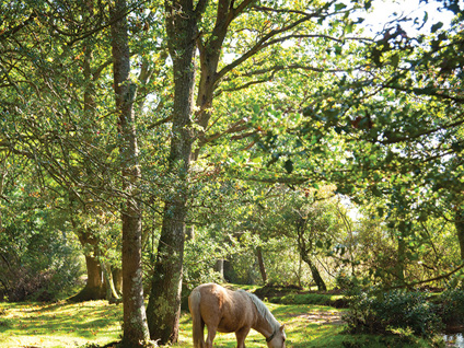 Gettyimages 501835013 The New Forest